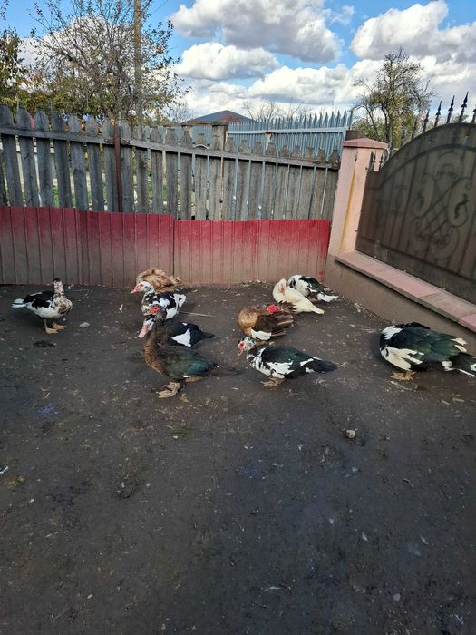 Vând rațe mute ciocolatii