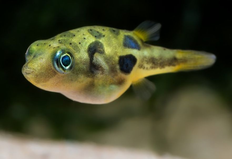 Продам маленькую рыбку тетрадона