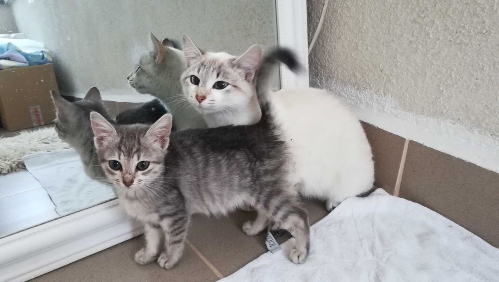 Търся дом за две котета