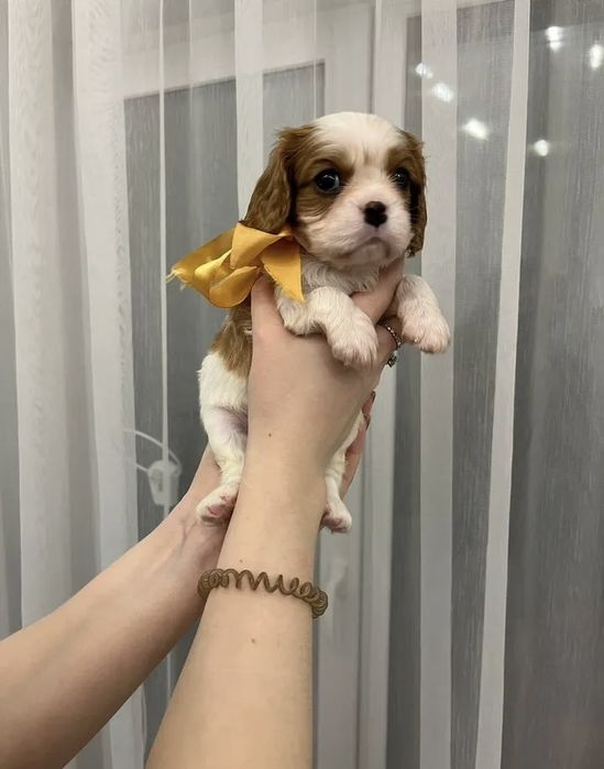 Кавалер кинг чарльз