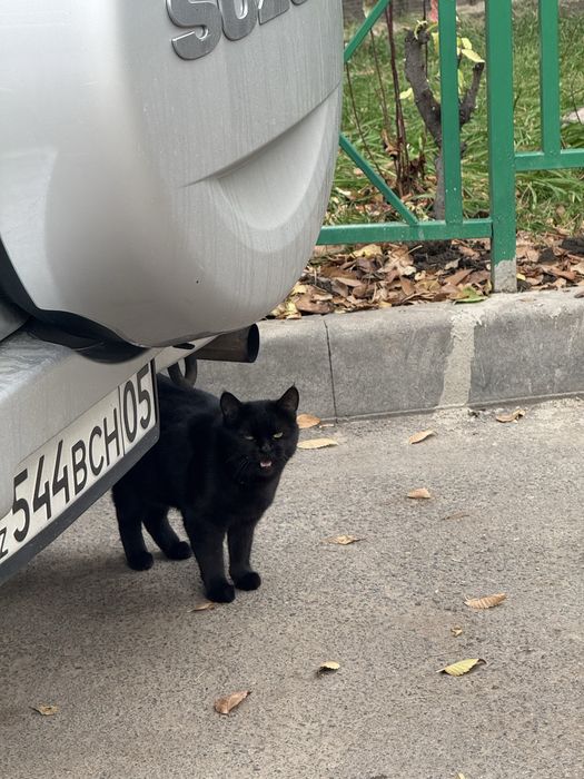 Найден кот Найдена кошка