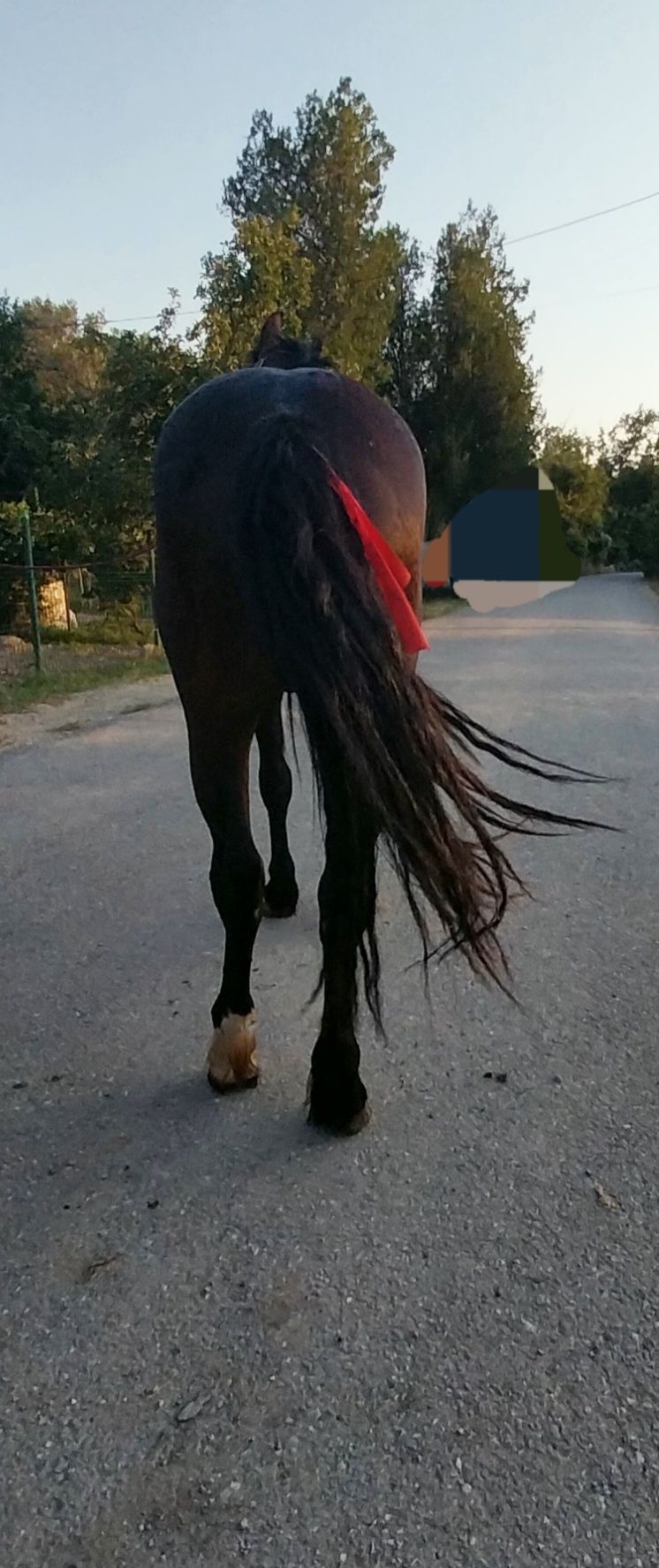 Cârlan de vânzare!