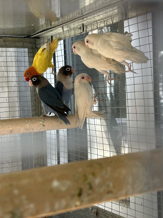 Продаетса папугай готовые пары и отдельно