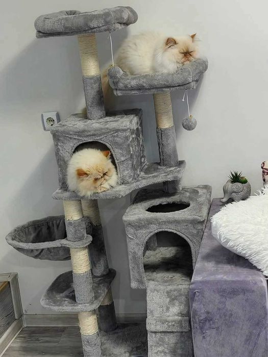 Персийски (хималайски)котенца!