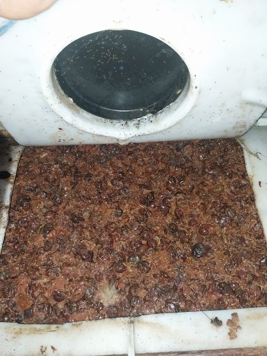 Vand borhot de prune