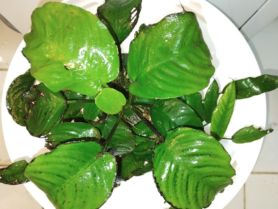 Аквариумни растения