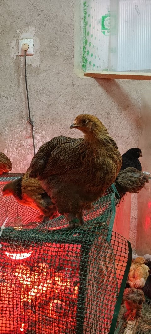 Vand pui Brahma  4 luni fete și băieți