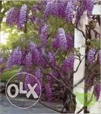 Planta agatatoare wisteria mov,roz,alba si albastru-violet*'