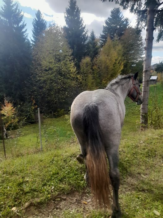 Vând manza de 2 ani