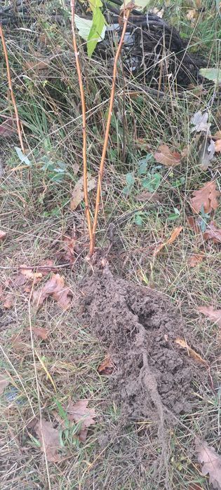 Butasi de zmeur polka si butasi de mure thornfree