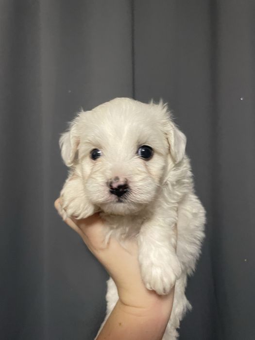 bichon maltez pui