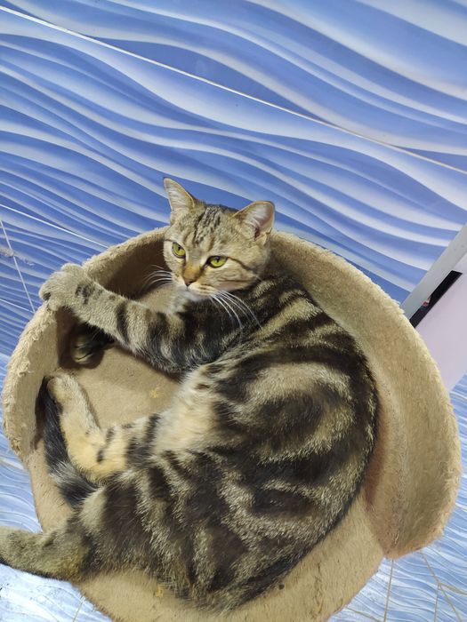 Бенгалский кошка. Bengalskiy mushu