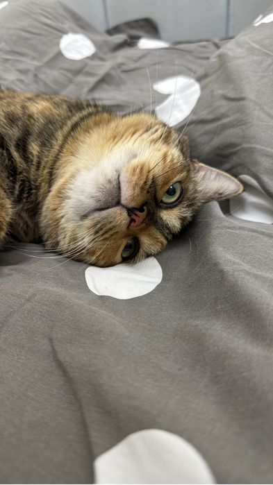 Отдам в добоые руки в связи с переездом в другую страну