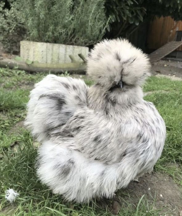 Шолк ок хуроз сотилади