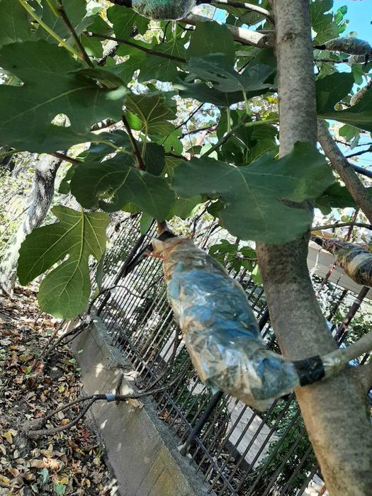 Anunț Vânzare  Butasi Muri, Nuci și Smochini