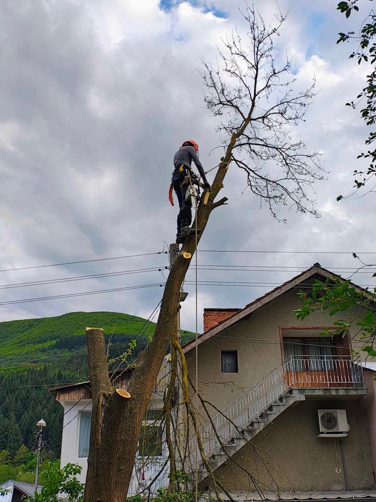 Рязане на опасни дървета в половин България  / Арборист / Arborist