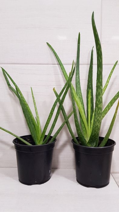 Aloe vera  3ani..