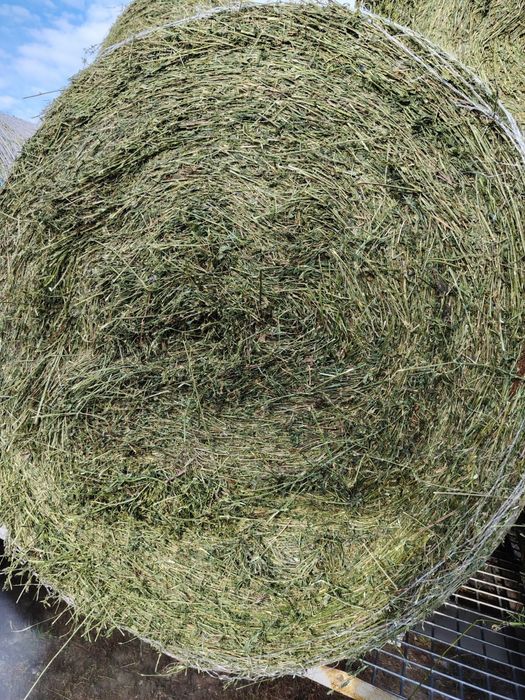 Baloti infoliat lucerna coasa 4