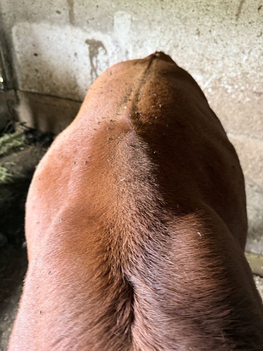 Vand taur baltat