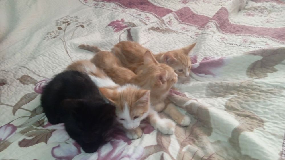 Котята в добрые руки / Мехрибон кулларга мушукчалар