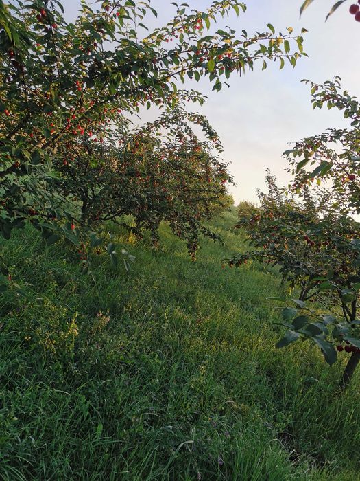 Vând livadă tânără pe rod