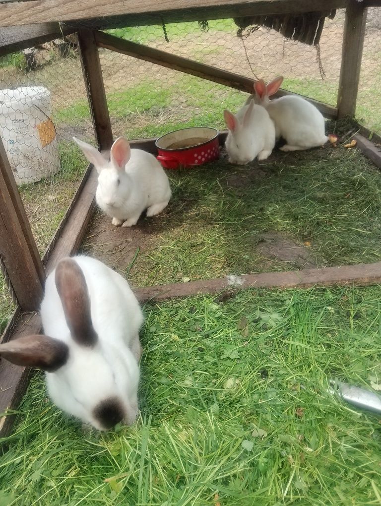 Vând iepurași de 2 luni.
