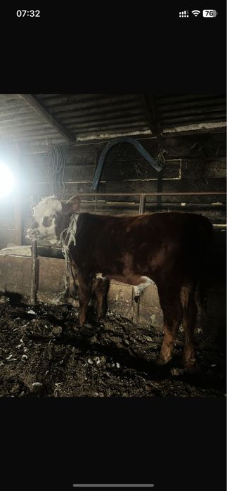 Продам бычков находиться ско г тайынша