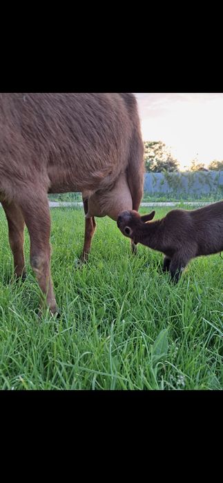 Vând Capre Murciano Granadina
