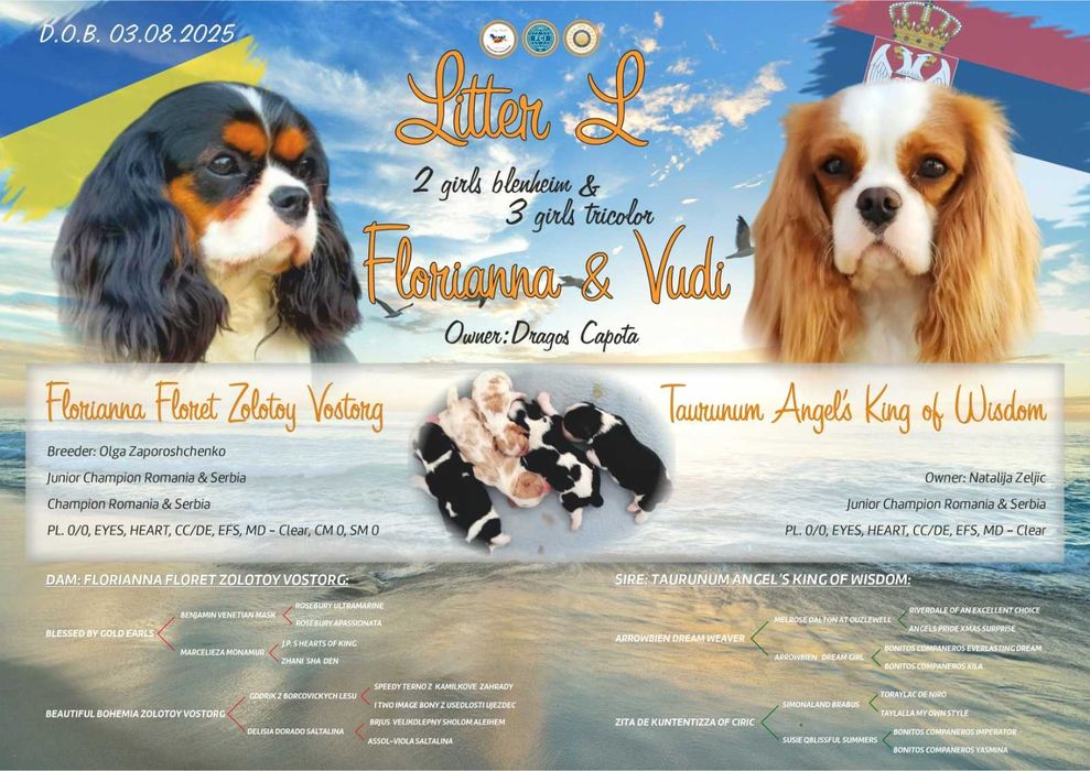 De vanzare Fetita de Cavalier KCS din parinti campioni testati genetic