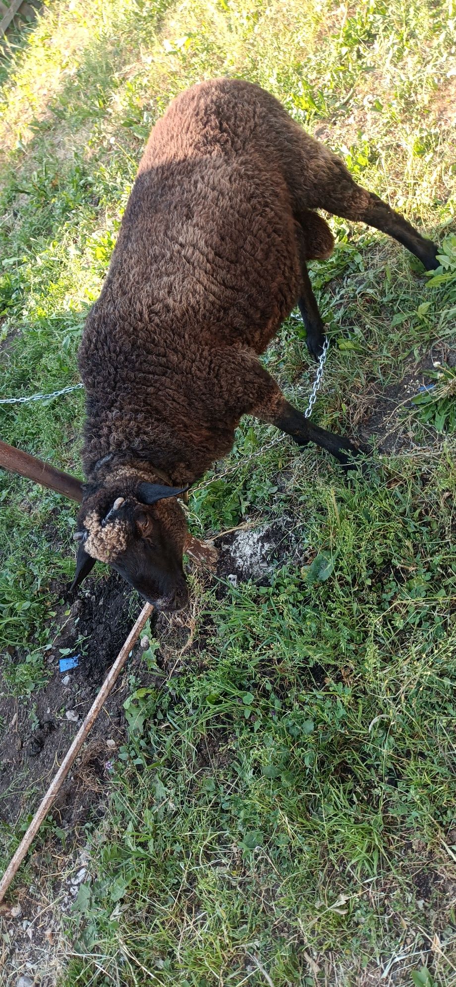 Se vinde Berbec Karakul