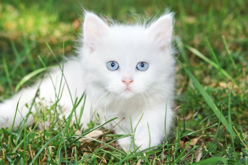 Котята от британца ищут дом