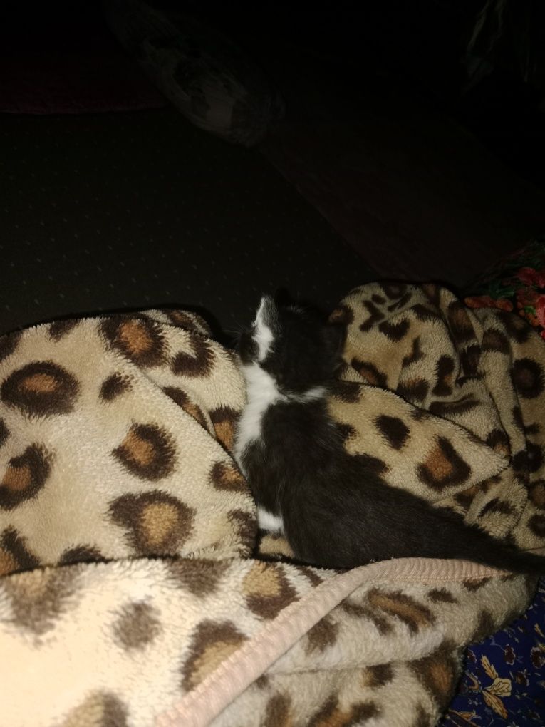 Маленький котёнок