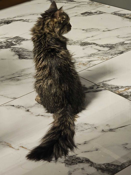 Кот 5 месяцев, пародистый но уличный