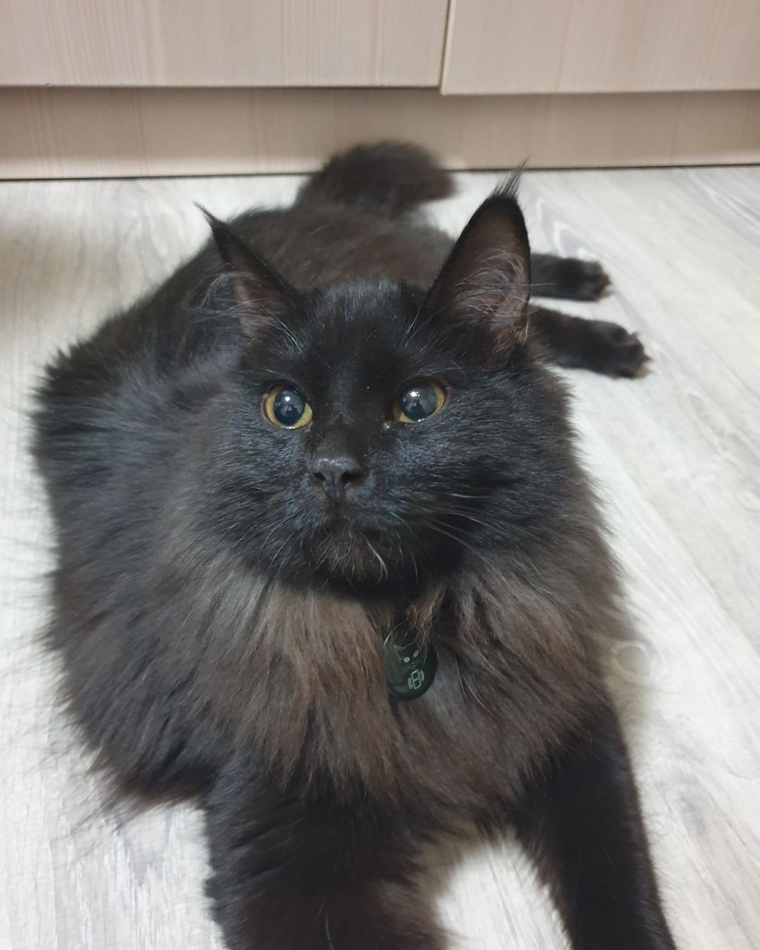 Кошка ищет лучший дом!