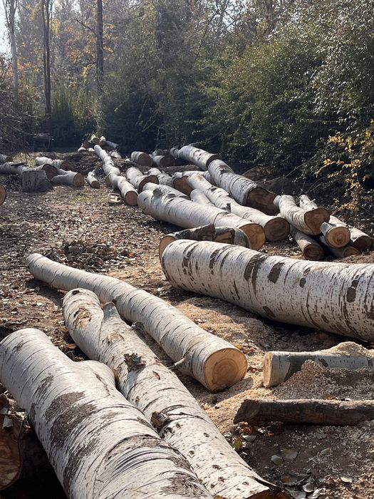 Теректер бар сатылатын, мебельдерге болады