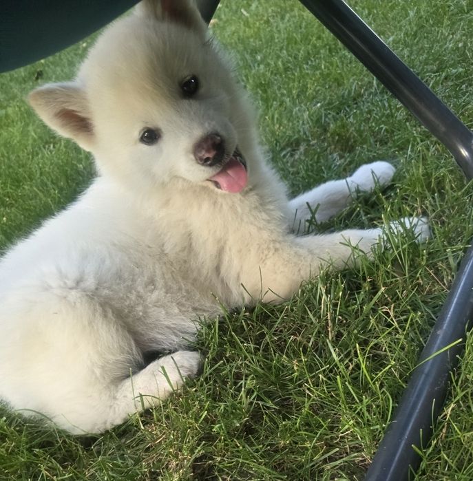 Akita Inu femela
