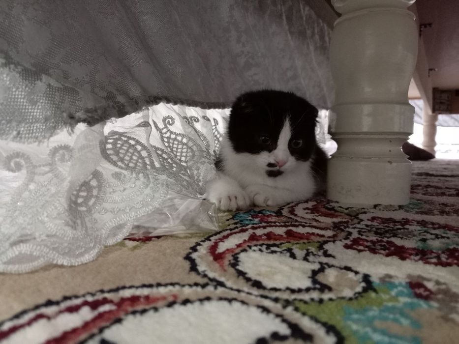 Скотишфолд зотли Мушук сотилади