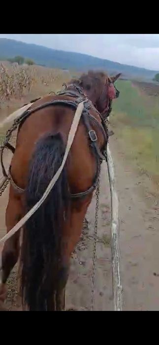 Vand cal cuminte garantat mai multe detalii in privat