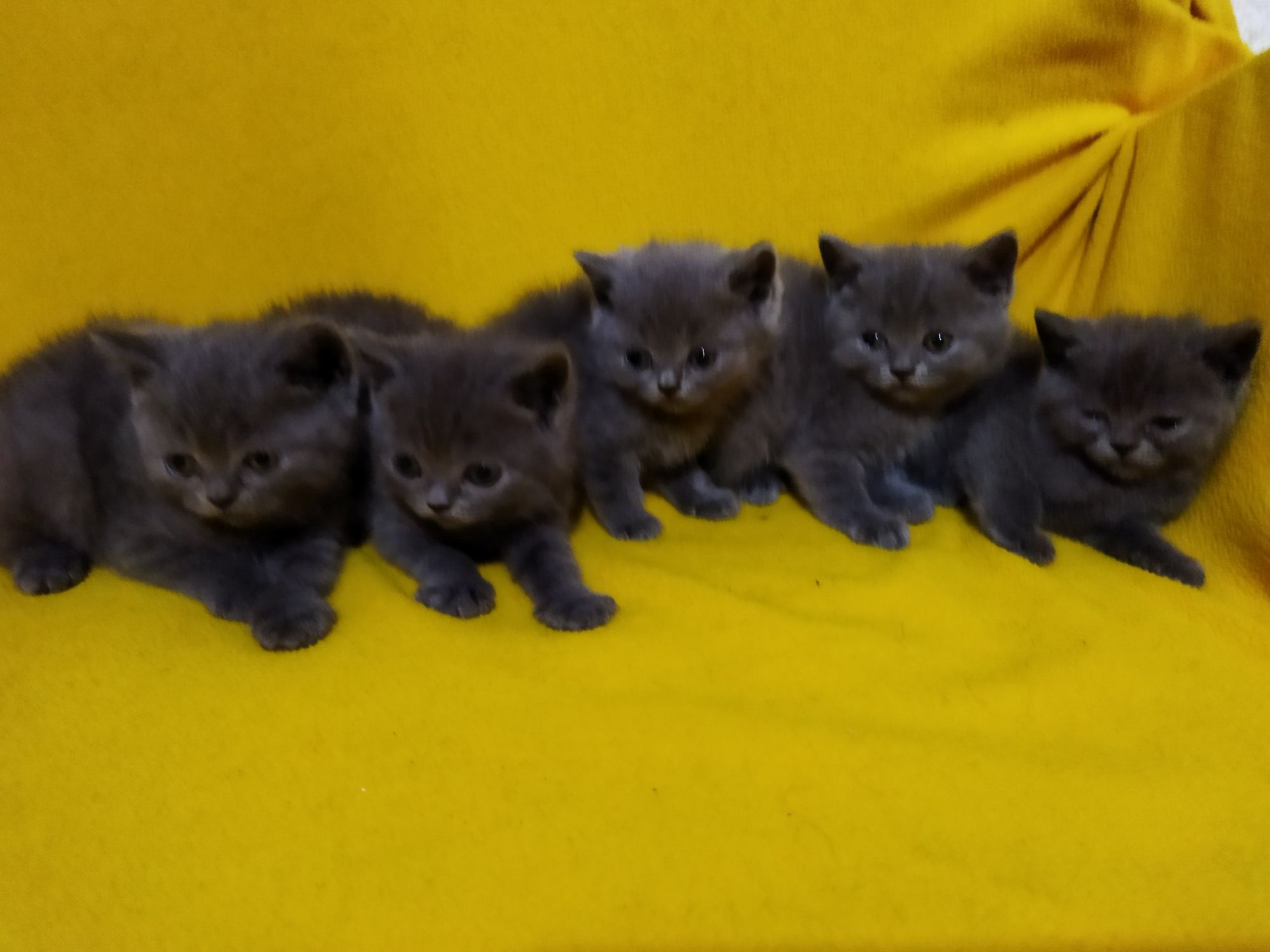Британски котета !