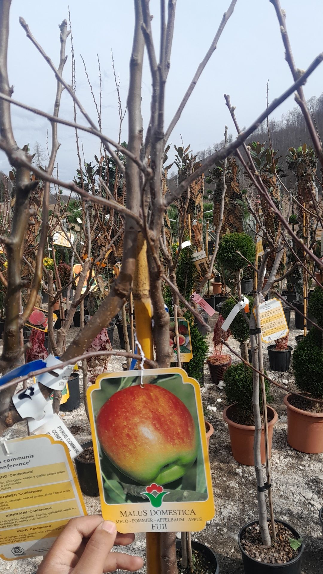 Malus domestica (Măr) Pomi fructiferi pe rod in ghiveci