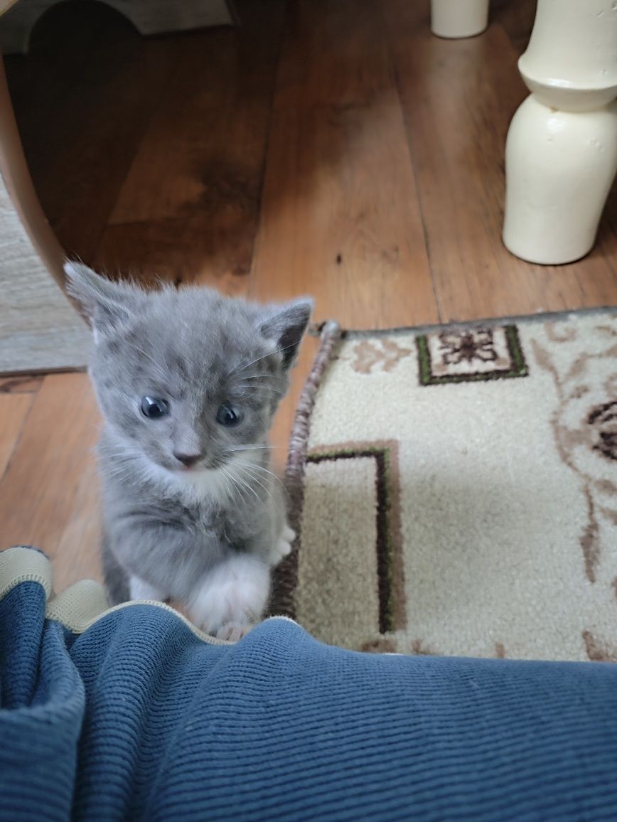 Котёнок  девочка