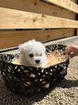 Pui Bichon mini Toy