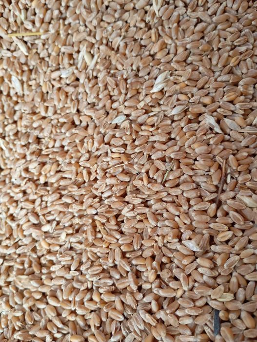 Vanzării Furaj Animale și Cereale