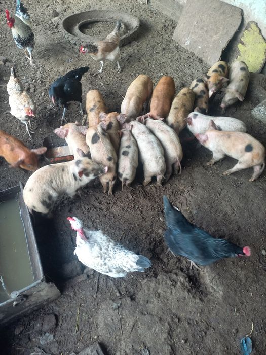 Поросята месячные