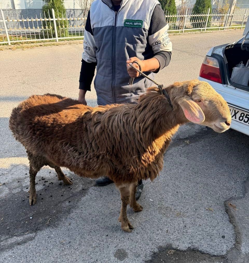 Ehson va Aqiqa uchun qo’ylar