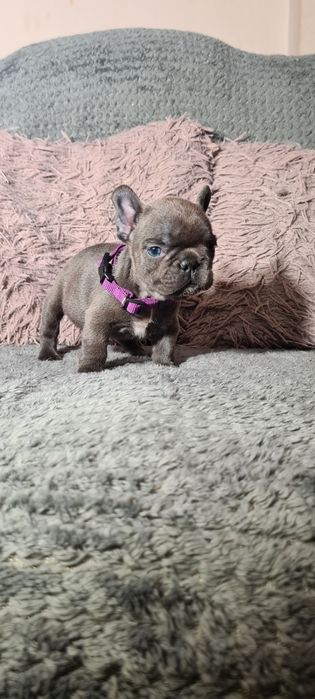 Bulldog francez blue