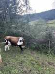 Vaca cu lapte de vanzare