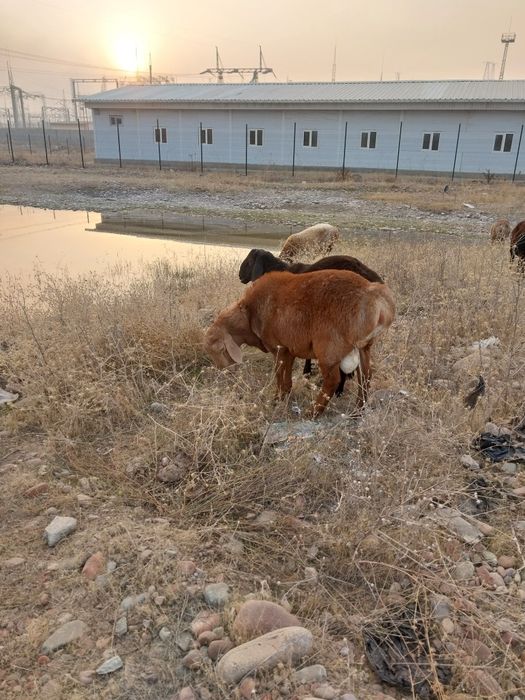 Куйчкорлар сотилади