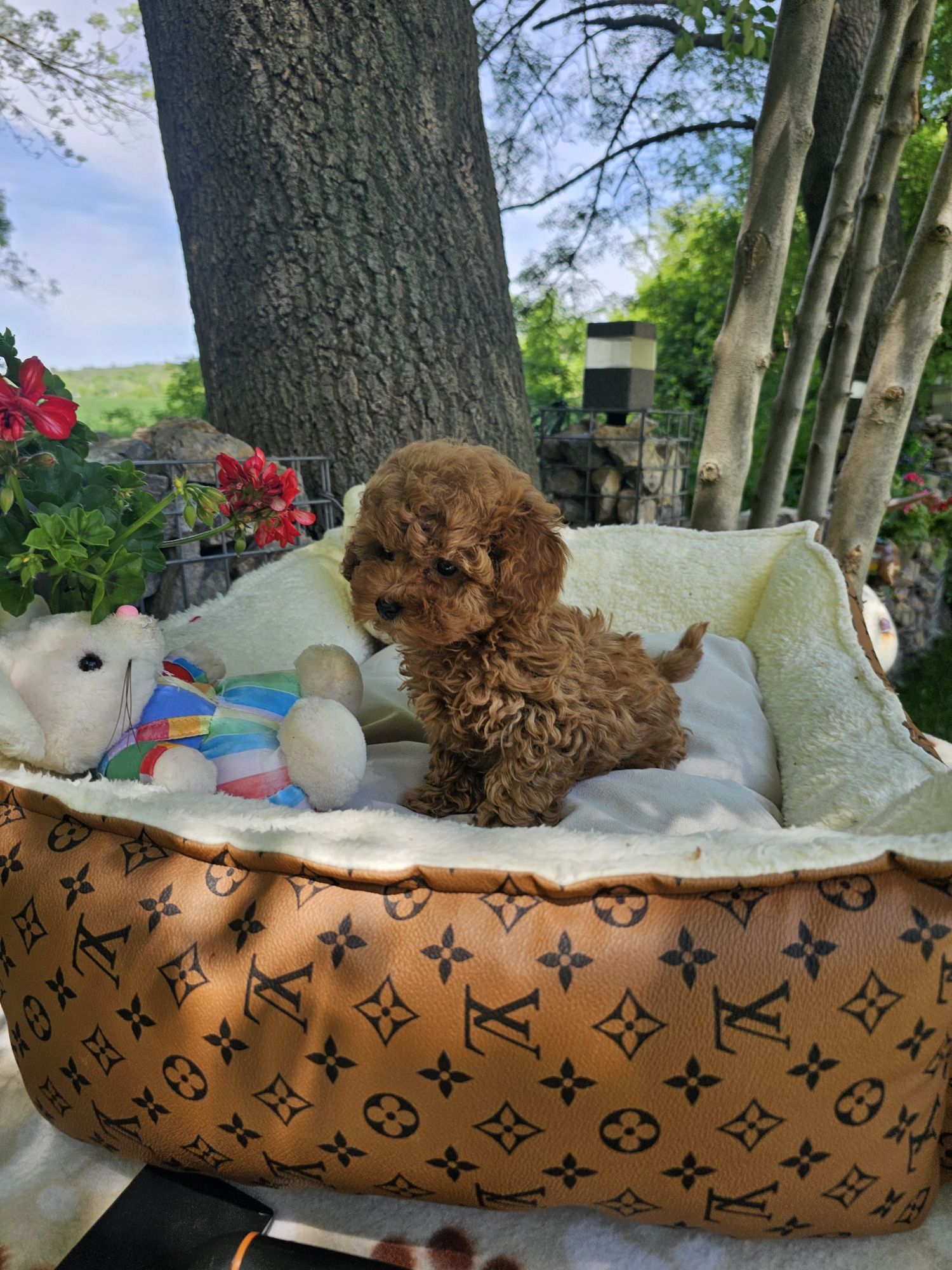 Пудел ред априкот [red apricot poodle] БАБХ лицензиран развъдник