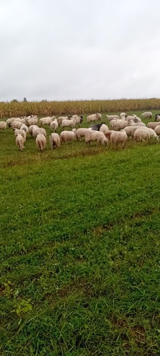 Vand oi  turcana  breaza